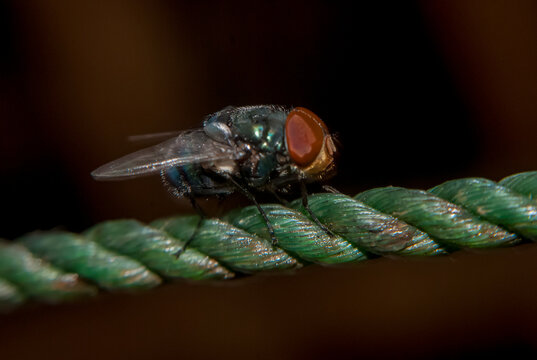 Close-up macro of a housefly resting on a rope with detailed texture and shallow depth of field. Concept of hygiene, contamination, pest control and disease risk.