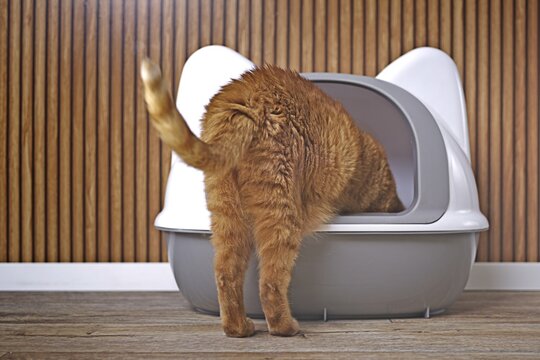 Orange cat step inside a closed litter box. Horizontal image with selective focus.