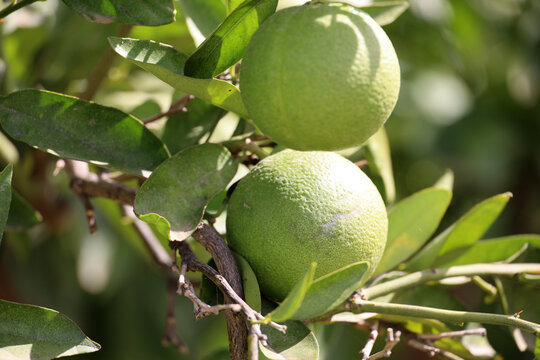Bitter oranges close up on a tree in Andalusia, Spain  