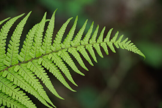 Large single bright green fern leaf on blurred background