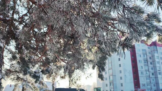 Winter morning scene with frosted pine tree branches sparkling from sun rays, residential buildings in background, cold weather urban landscape, beautiful seasonal outdoor view