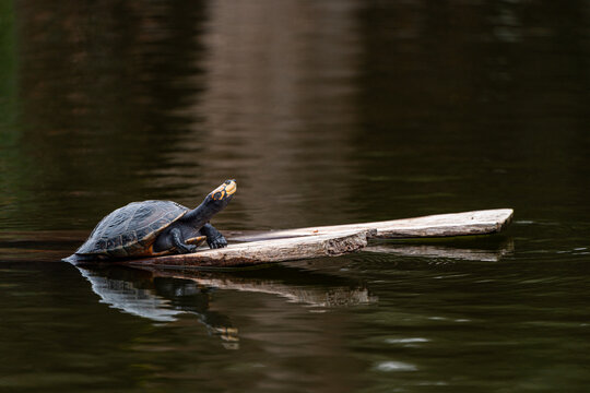 Yellow-spotted river turtle (Podocnemis unifilis) resting on a floating log in a calm freshwater habitat in Peru