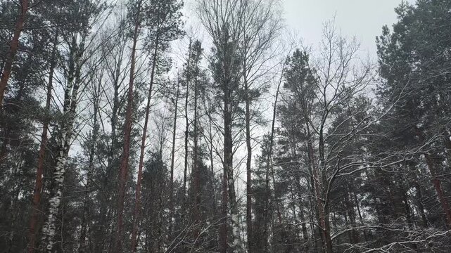 Winter forest scene with tall pine and bare birch trees under overcast sky, light snow falling, branches covered with fresh white snow, tranquil natural landscape