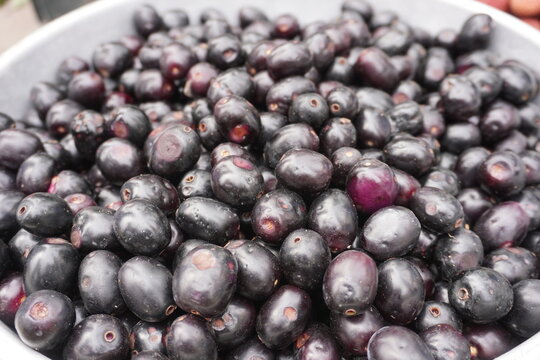 Fresh Ripe Jamun Fruit Java Plum or Black Plum