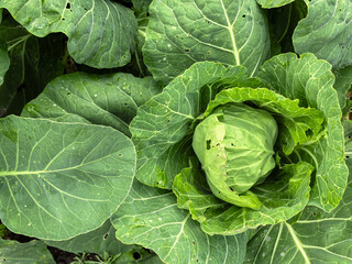 Obraz premium Close up of a fresh green cabbage head with large textured leaves