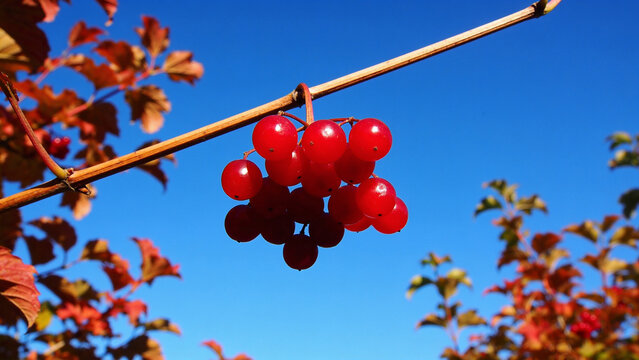 Clusters of bright red viburnum berries on tree branches under clear blue sky in bright sunny daylight