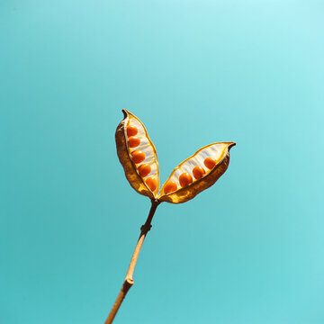 Ripe orange physalis cape gooseberries on stem with translucent husk against clear light blue sky background