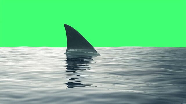A shark fin emerges and moves steadily across a calm ocean surface with rippling reflections against a bright chroma key background for compositing, 3D animation