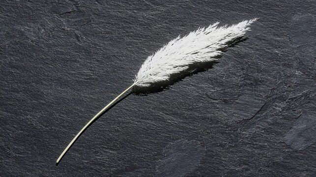 A single white feather lies on a dark gray stone surface.