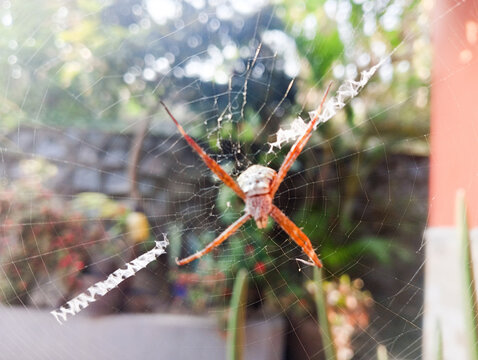 A large orange spider rests at the center of its web in a sunny outdoor garden.