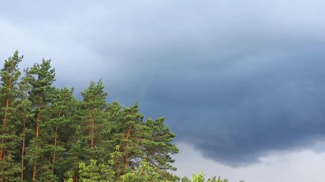 Dense evergreen forest under foreboding storm clouds, dark sky indicating impending heavy rain or dramatic weather change, nature landscape with atmospheric mood, copy space