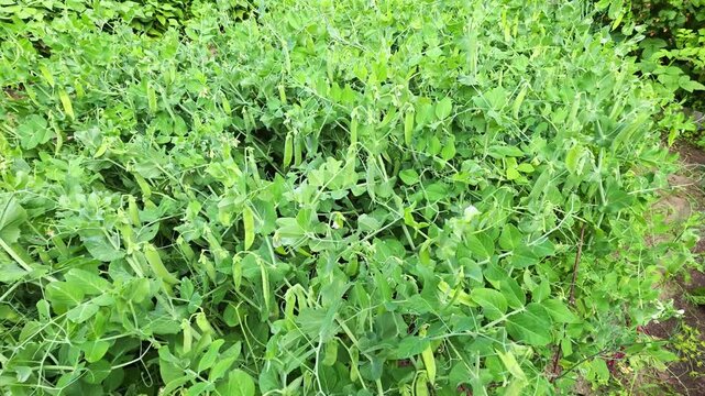 Lush green pea plants in abundance, pea pods growing vigorously in garden bed, rich harvest of fresh vegetables, healthy organic food cultivation, vibrant natural colors of summer bounty