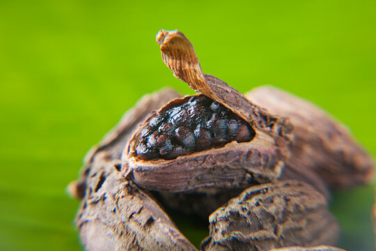 Close-up of a black cardamom