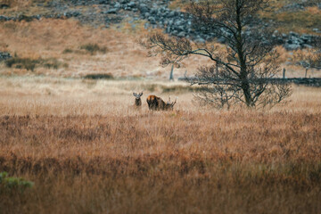 Obraz premium Deer grazing in a field in Scotland