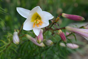 Fototapeta premium Regal lily plant with a beautiful white trumpet shaped flower blooming alongside purple tinted elongated buds - latin name - Lilium regale