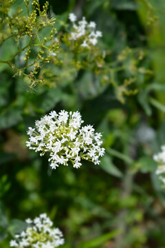 White valerian plant with a delicate dense cluster of small white flowers blooming in a garden - latin name - Centranthus ruber Albus
