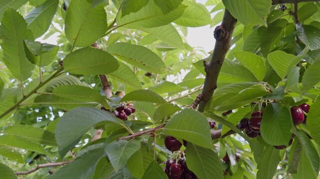 Detailed view of ripe red cherries growing among lush green leaves in a commercial orchard in Central Otago, New Zealand.