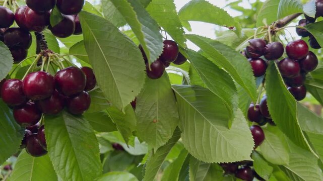 Close-up footage of vibrant red cherries growing on a healthy tree branch in a commercial orchard in Central Otago, New Zealand.