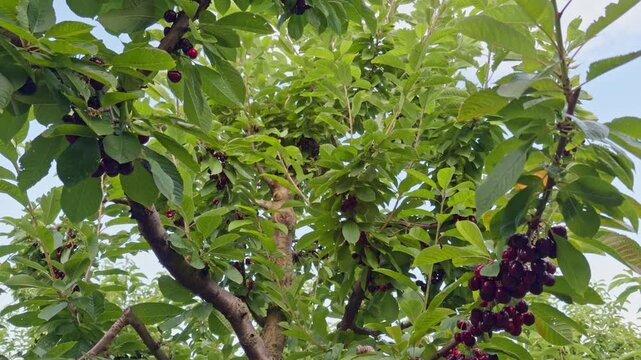 A cherry tree branch filled with ripe fruit sways gently among green leaves in a commercial orchard in Central Otago, New Zealand.