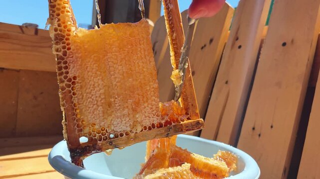 Hand of person holding wooden frame with golden honeycomb dripping fresh natural sweet honey into light blue bowl outdoors on sunny day with clear blue sky