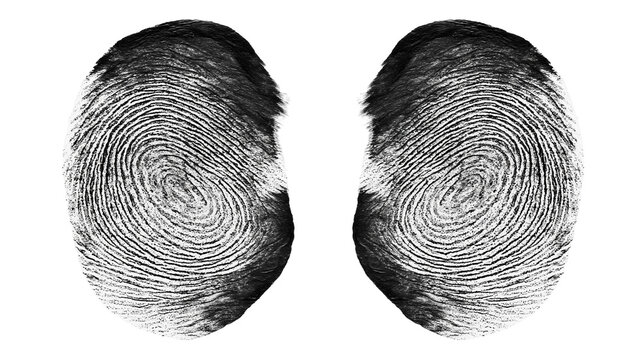 Two black fingerprints with swirling patterns