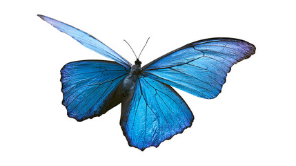 Blue Morpho Butterfly with Iridescent Wings © Otillie