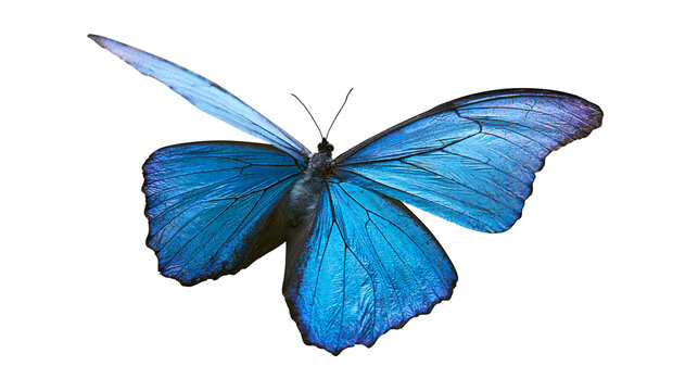 Blue Morpho Butterfly with Iridescent Wings