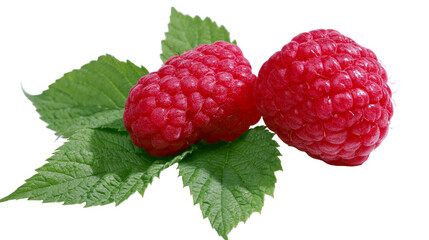 Two ripe red raspberries with green leaves © Otillie