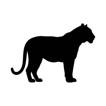 vector illustration of a lion