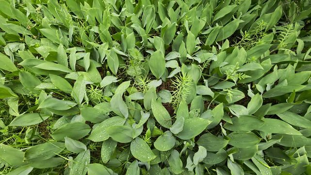 Lush green foliage of lily of valley plants growing in wild forest floor, showing water droplets on broad leaves, vibrant natural pattern of woodland flora, close up view of plant life