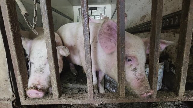 Two pink pigs confined inside metal cage, dirty conditions, farming environment, animal welfare concern, livestock transport, industrial agriculture depiction, pigs facing camera.