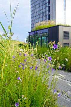Purple balloon flowers blooming among tall ornamental grasses, modern glass tower softly blurred behind. Highlights native-plant urban planting and restorative green space for mental wellness.