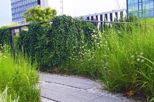 Ivy-covered fence with wild grass and scattered white wildflowers in urban garden, office towers behind. Depicts biophilic street-level greening and biodiversity-friendly corporate landscape planning.
