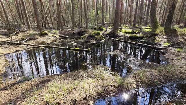 Marshland forest scene with bare trees reflecting in still water, fallen logs partially submerged, dry grass and moss cover ground, sunlight illuminates woodland environment