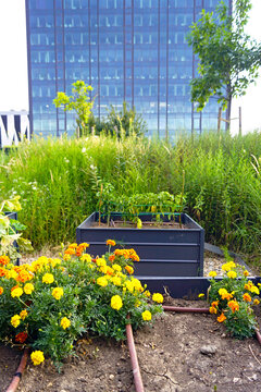 Metal raised bed with young vegetables bordered by marigold flowers in urban courtyard. Conveys community food growing, companion planting, and edible garden integrated into corporate green space.