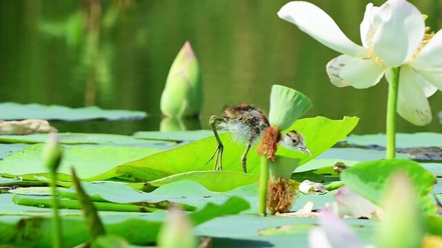 Footage of a wild pheasant-tailed jacana chick standing alertly near a green lotus pod in a natural wetland habitat.