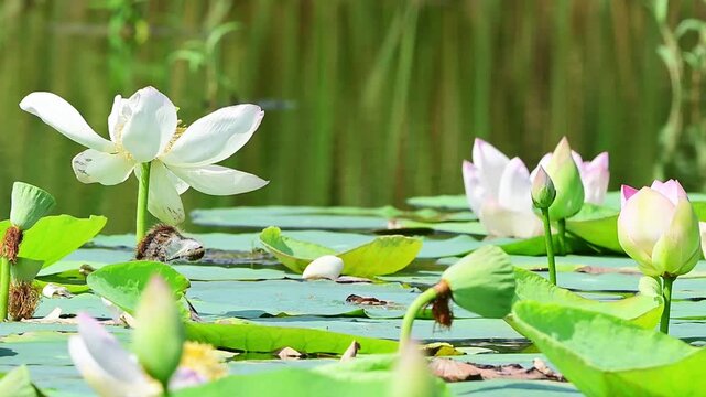 Wild waterbird footage showing a young jacana chick preening in its scenic natural habitat surrounded by lush lotus plants.