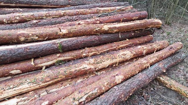 Stacked pine tree logs with varied bark and exposed wood texture creating a rustic pattern, illustrating deforestation process in a natural forest environment