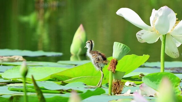 A tiny juvenile jacana bird explores a freshwater pond ecosystem, walking carefully over large floating leaves.