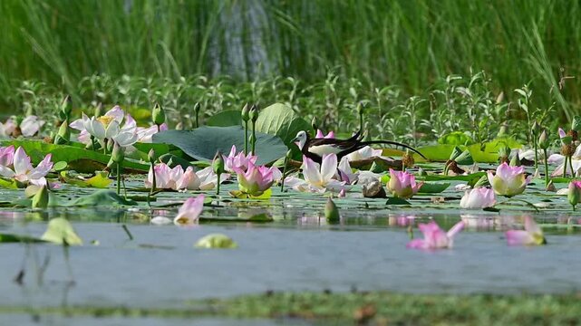 A wild pheasant-tailed jacana sits perfectly still on floating marsh plants to camouflage and protect its nesting site.