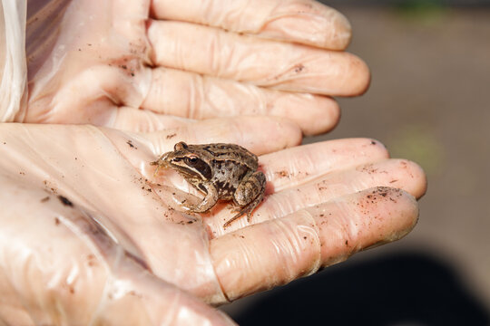 Natural frog on human protecting gloves hands, ecology, responsibility, gentle handling, amphibian study themes. Natural light, documentary photography, realistic textures, shallow depth of field.