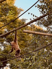 Fototapeta premium squirrel on a tree