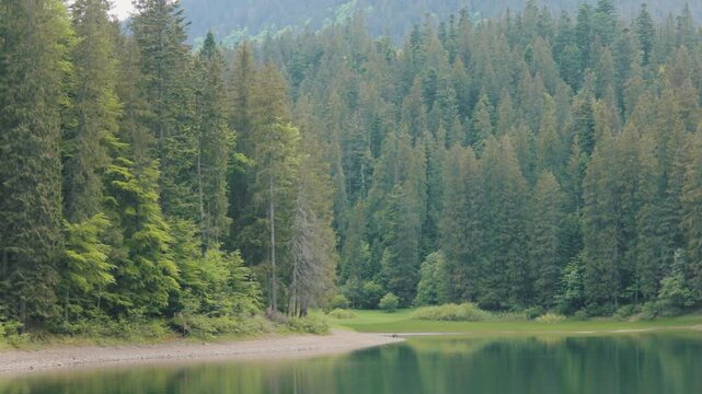 Synevyr Lake Surrounded by Forested Mountains, Ukraine