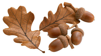 Oak leaves and acorns on branches © Cressida