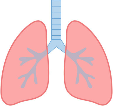 vector illustration of human lungs