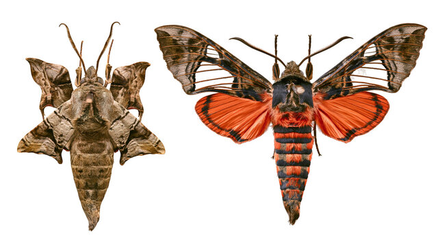 Two moths one brown camouflaged, one orange and black striped