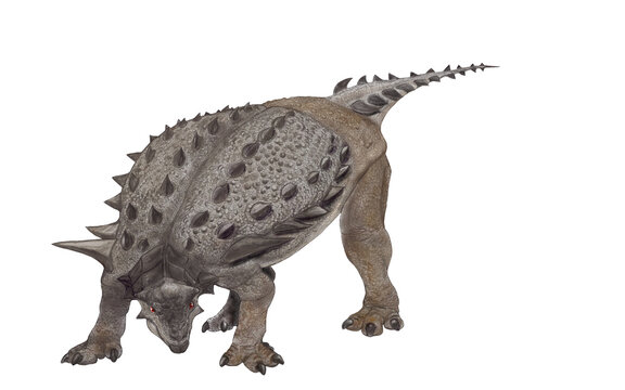 アメリカのコロラド州のジュラ紀の地層から発見されたノドサウルス科の鎧竜マイムーラぺルタ疎想像図。ミモオラペルタと訳されるfが、発見者の名前ミガットとムーア夫妻の名に因んだ学名だと考えるとマイムーラが正しいように思う。鎧竜としては小型の部類に入る推定全長2.7ｍ。画像はほぼ同時に斜め図と俯瞰図を作画し、こちらは斜め図