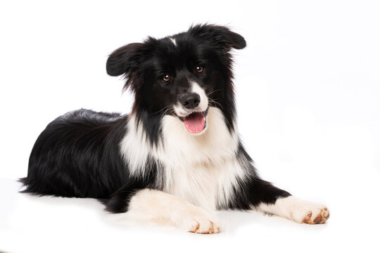 Young border collie dog lying isolated on white background