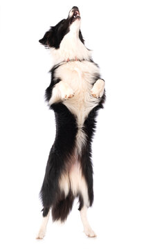 Young border collie dog standing on hind legs isolated on white background