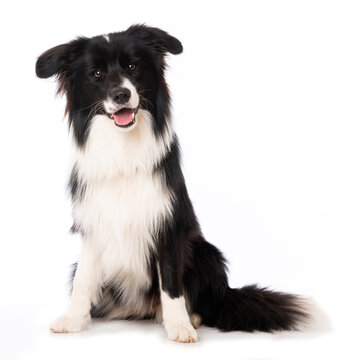 Young border collie dog sitting isolated on white background